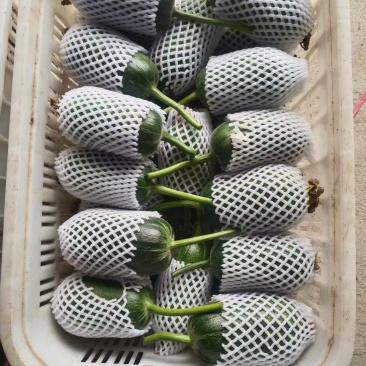 苹果丝瓜大量上市，品质保证，服务周到，诚信经营，一手货源
