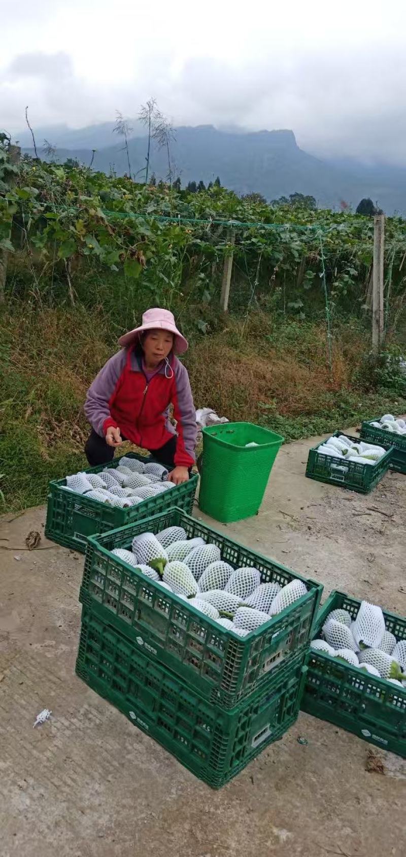 苹果丝瓜大量上市，品质保证，服务周到，诚信经营，一手货源