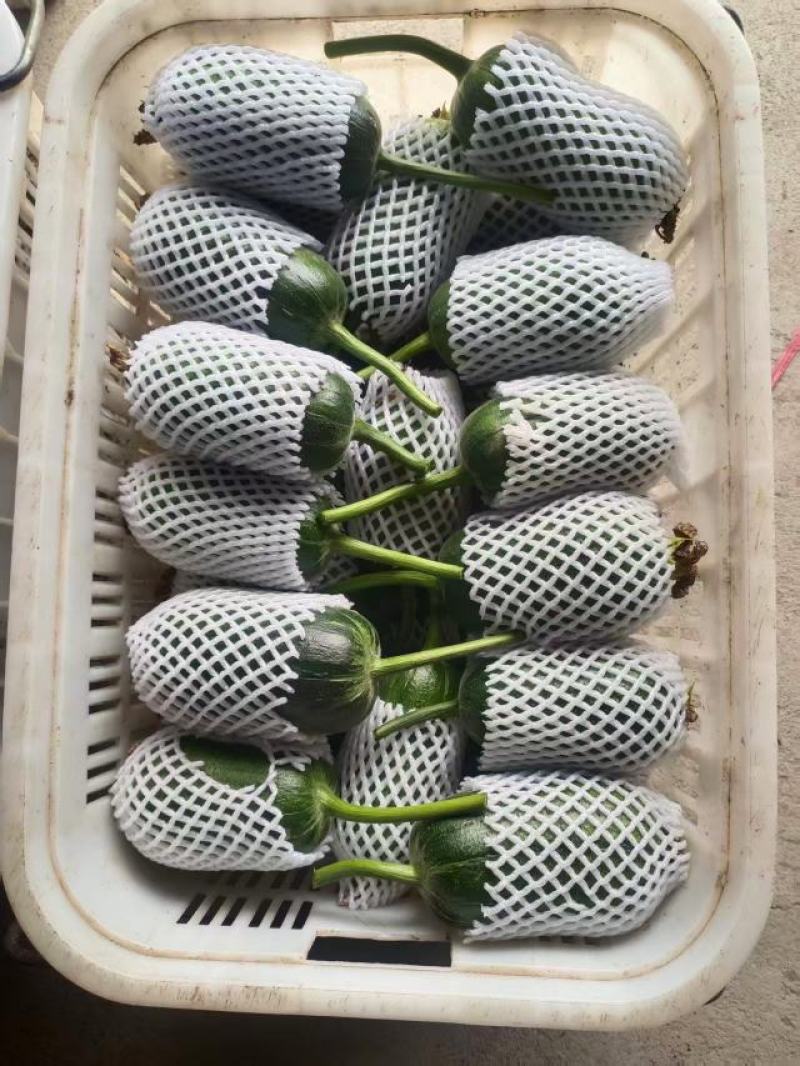 苹果丝瓜大量上市，品质保证，服务周到，诚信经营，一手货源