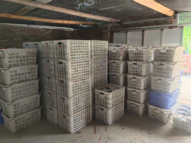 苹果丝瓜大量上市，品质保证，服务周到，诚信经营，一手货源
