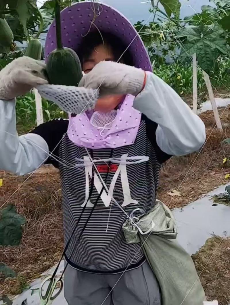 苹果丝瓜大量上市，品质保证，服务周到，诚信经营，一手货源