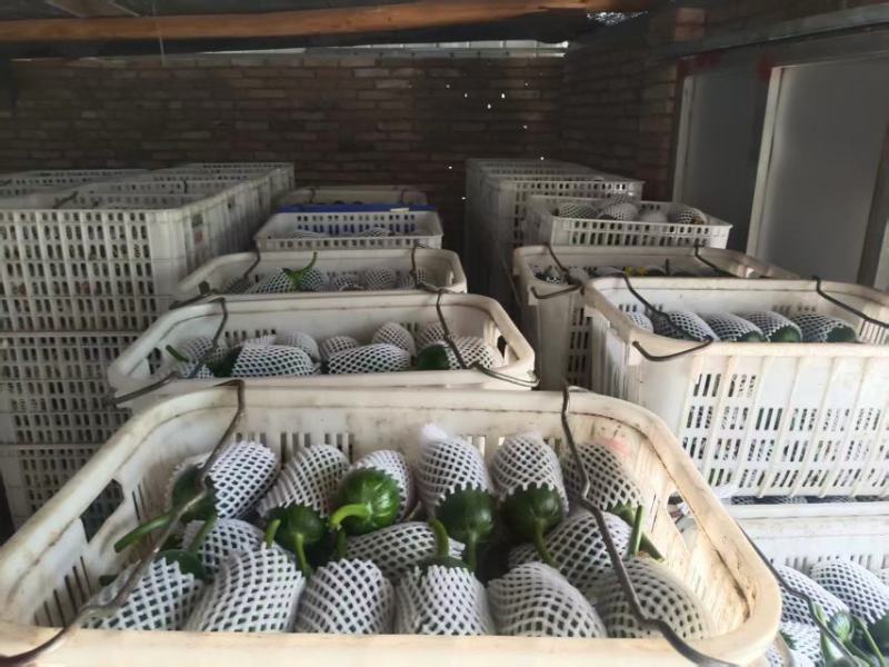 苹果丝瓜大量上市，品质保证，服务周到，诚信经营，一手货源