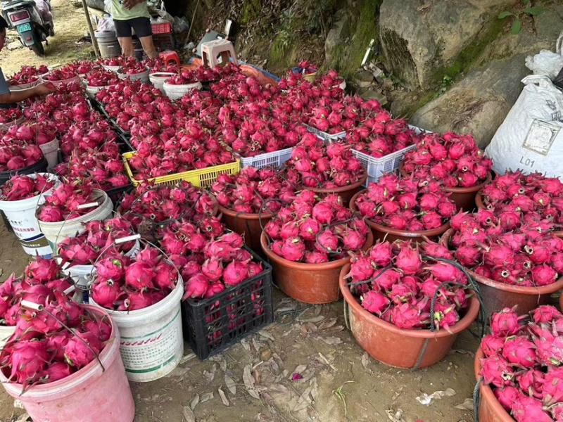 红心火龙果