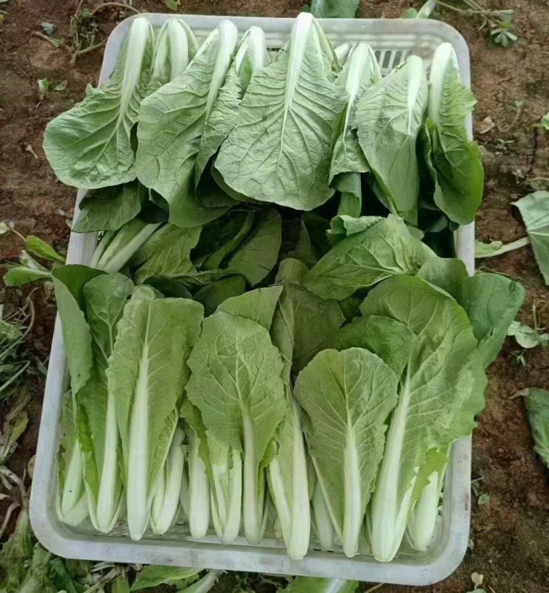 《精品快菜》/安徽快菜/常年供应/按需包装