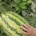 宁夏硒砂瓜大量供应中头茬现摘现发热卖中