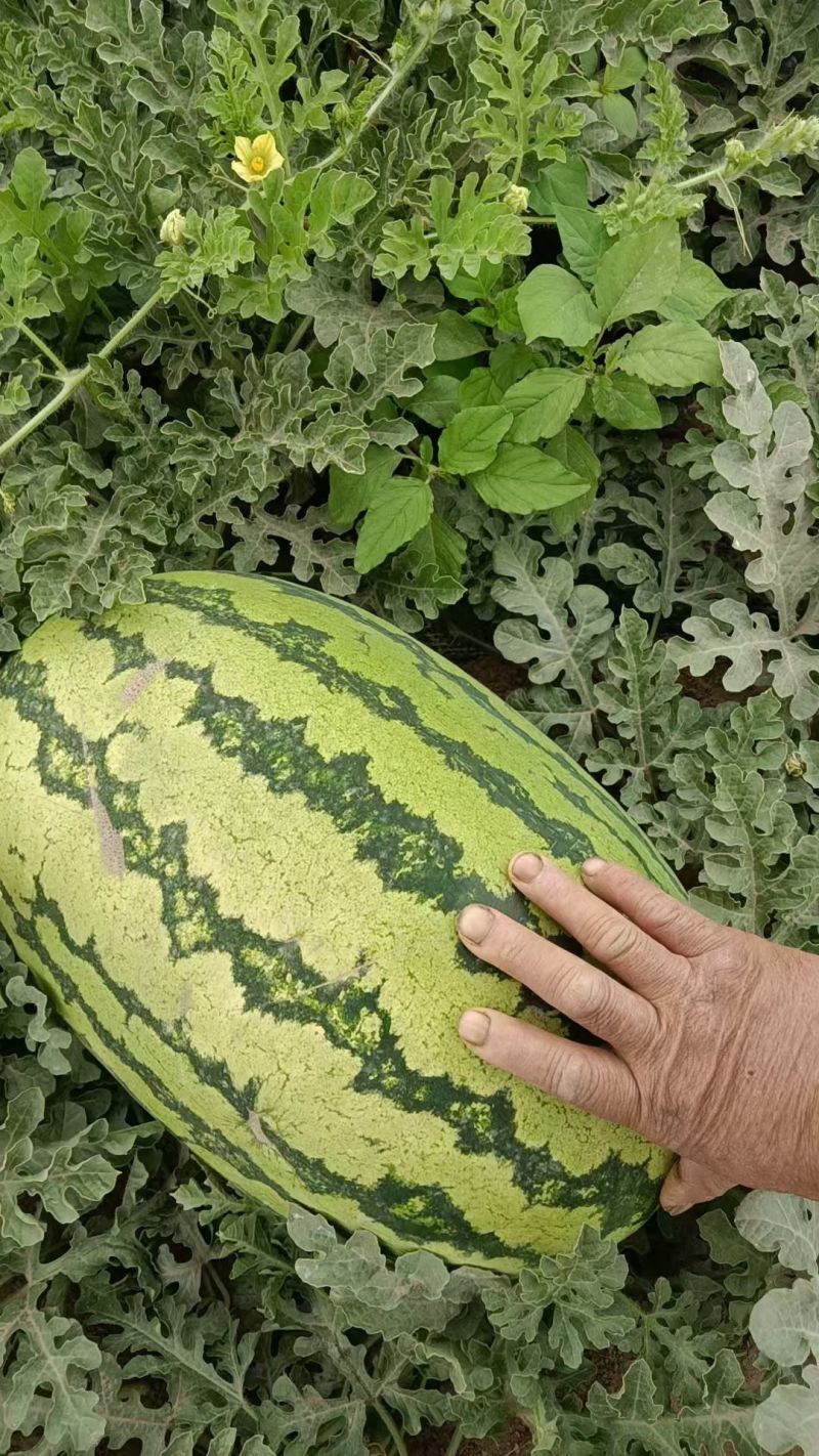 宁夏硒砂瓜大量供应中头茬现摘现发热卖中