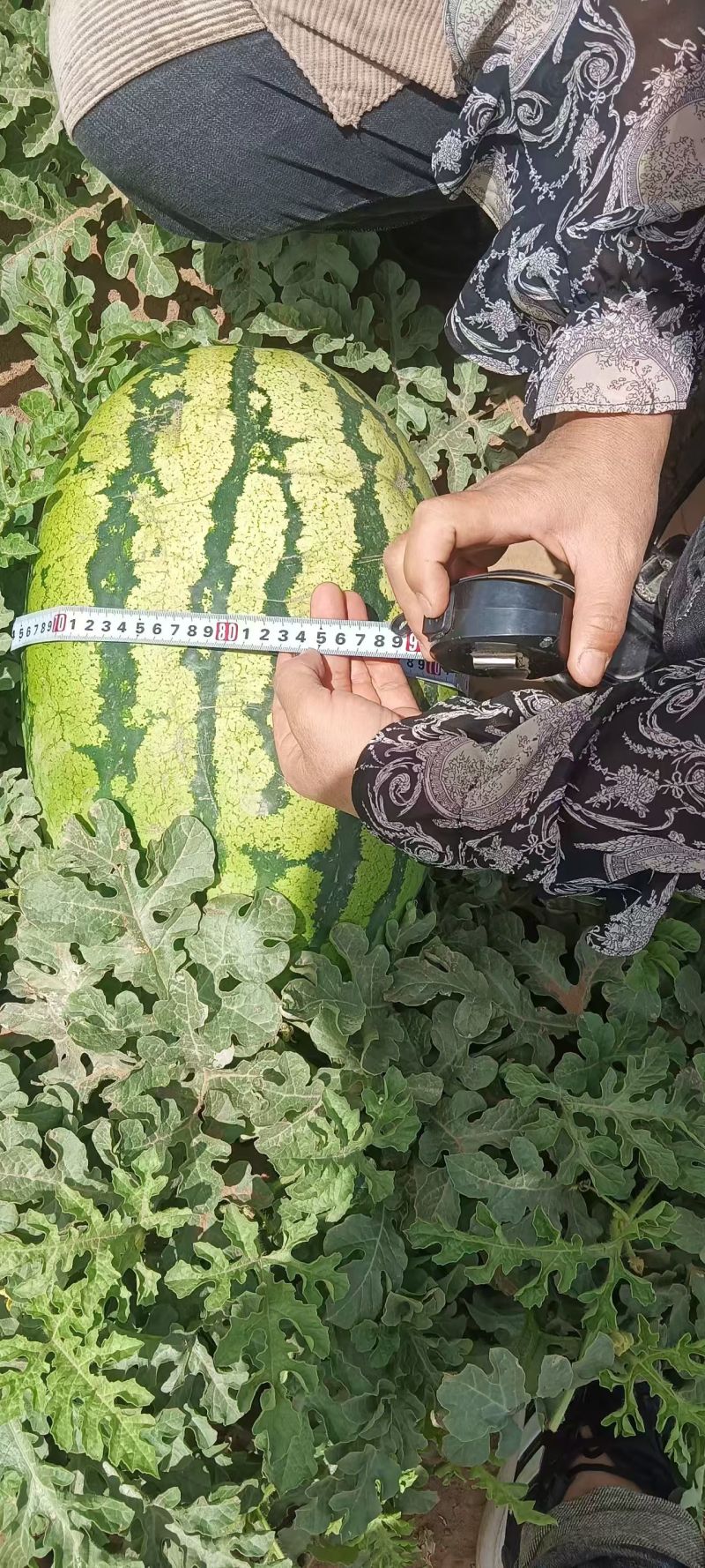 宁夏硒砂瓜大量供应中头茬现摘现发热卖中