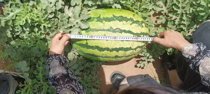 宁夏硒砂瓜大量供应中头茬现摘现发热卖中