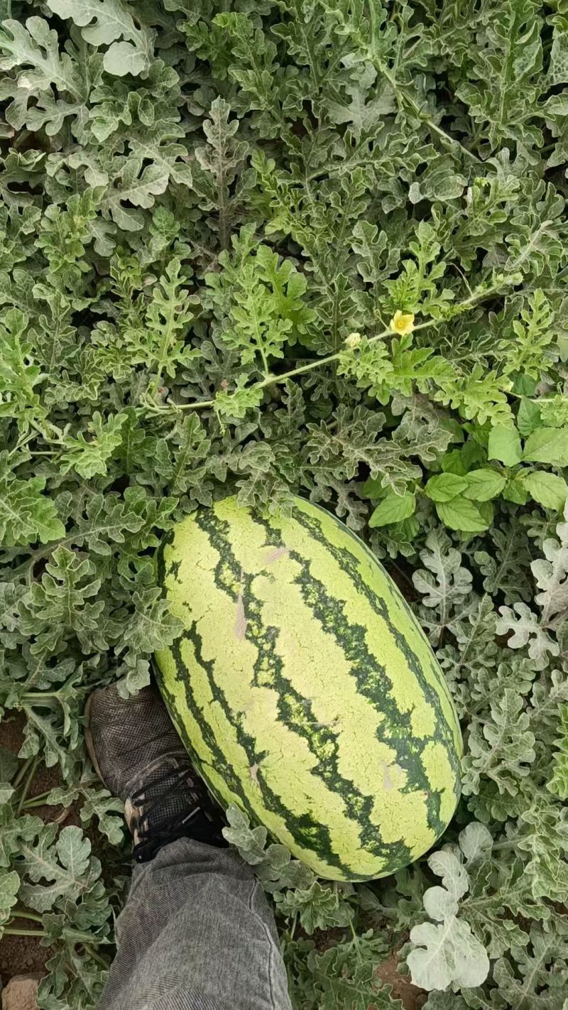 宁夏硒砂瓜大量供应中头茬现摘现发热卖中
