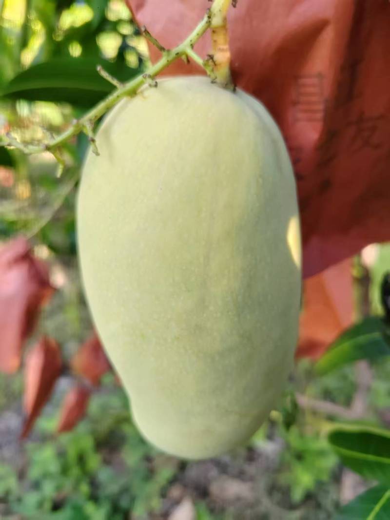 黄玉芒果