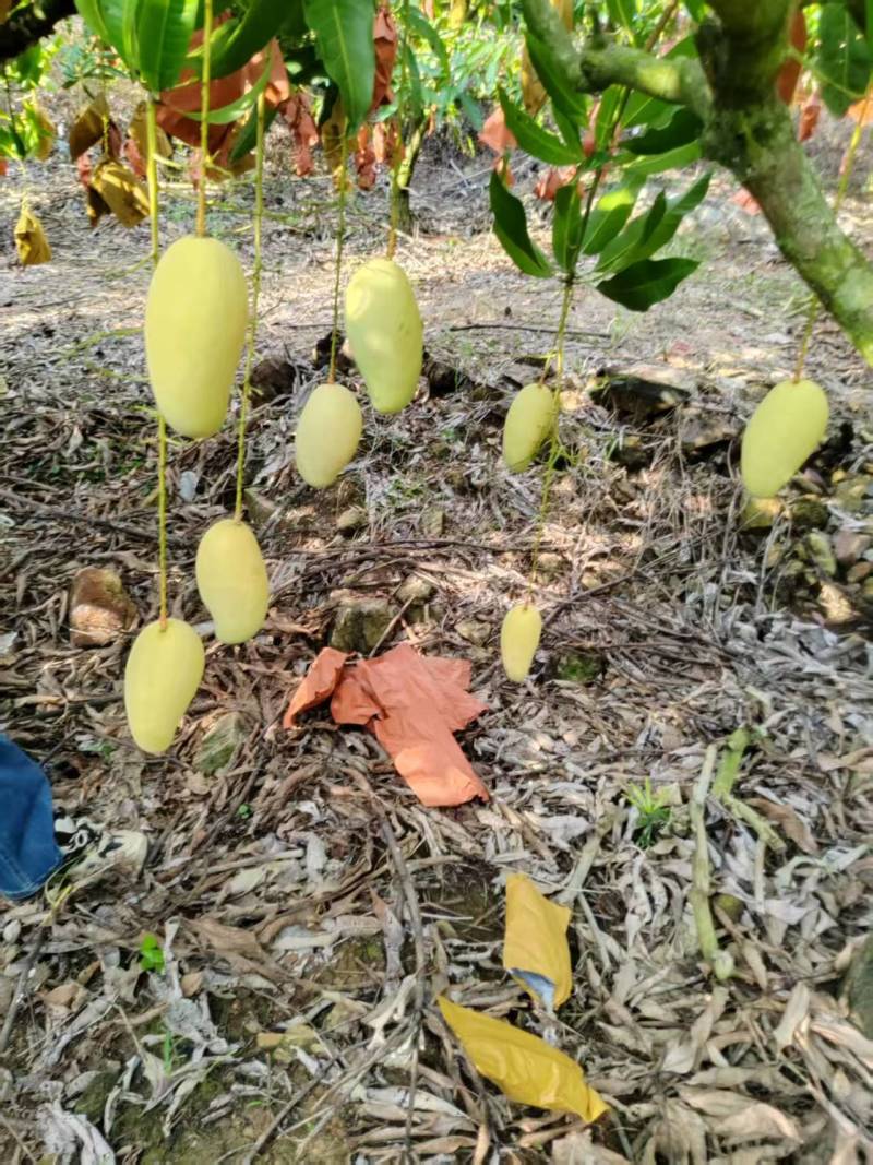 黄玉芒果