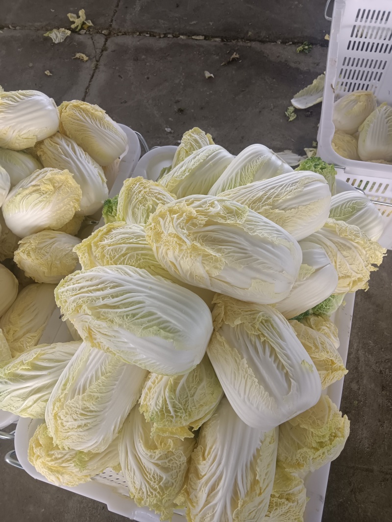 娃娃菜半净菜大量有货，全年不断货欢迎大家来电询价。