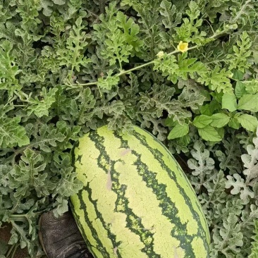 宁夏硒砂瓜大量现货热卖中