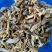 东北特产碎鹿茸菇干非精品新鲜干货可批发可包邮