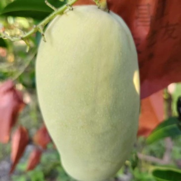 黄玉芒果
