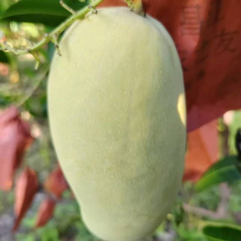 黄玉芒果