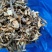 东北特产碎鹿茸菇干非精品新鲜干货可批发可包邮