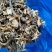 东北特产碎鹿茸菇干非精品新鲜干货可批发可包邮