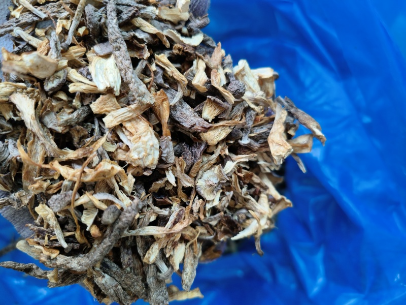 东北特产碎鹿茸菇干非精品新鲜干货可批发可包邮