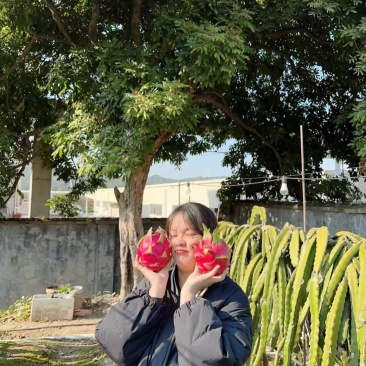 红心大大滴火龙果