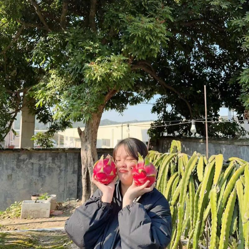 红心大大滴火龙果