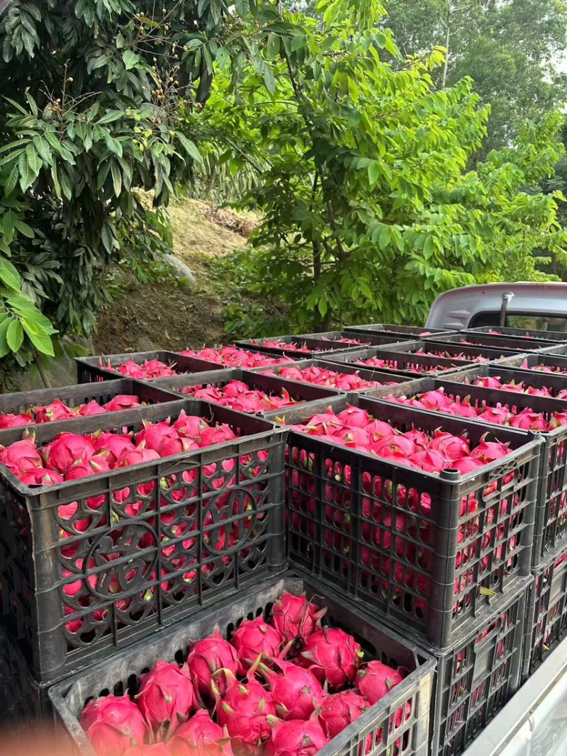 红心大大滴火龙果