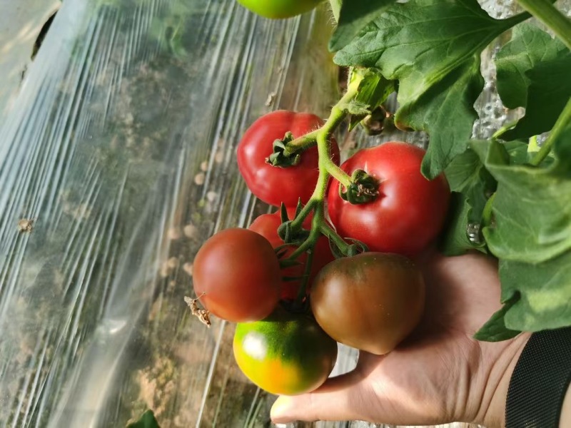 佳柿草莓番茄苗浓绿肩草莓柿子苗西红柿苗沙瓤口感好