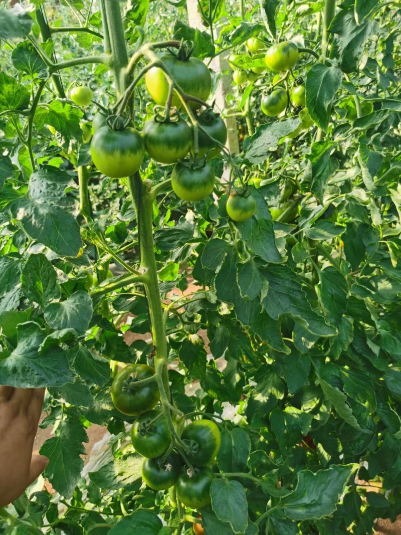 佳柿草莓番茄苗浓绿肩草莓柿子苗西红柿苗沙瓤口感好