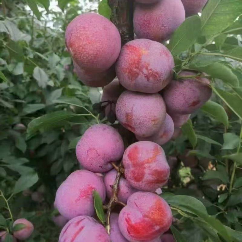 东留芙蓉李