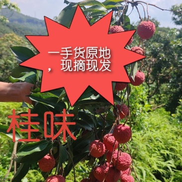 荔枝
