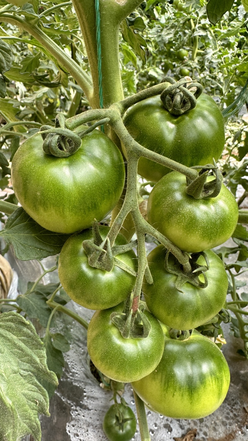 佳柿草莓番茄苗浓绿肩草莓柿子苗西红柿苗沙瓤口感好