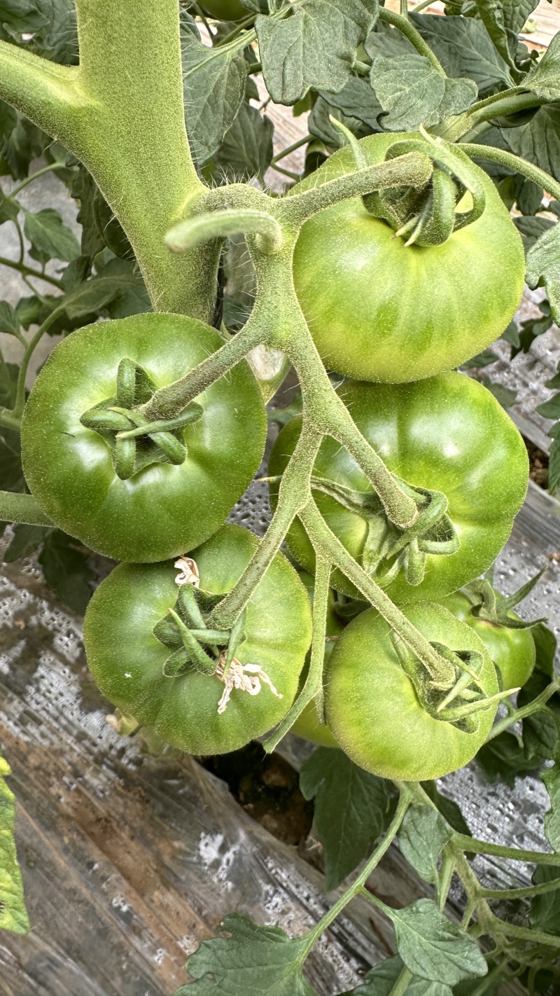 佳柿草莓番茄苗浓绿肩草莓柿子苗西红柿苗沙瓤口感好