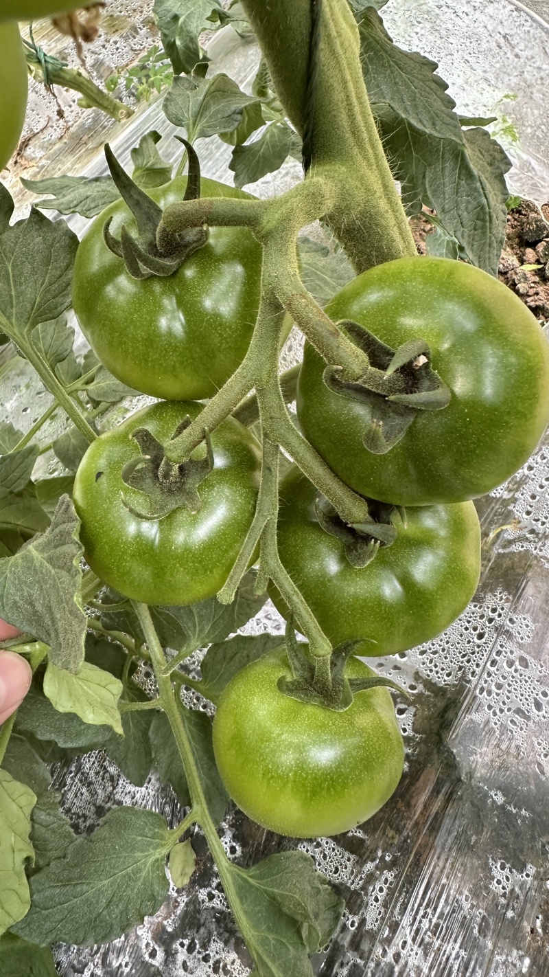 佳柿草莓番茄苗浓绿肩草莓柿子苗西红柿苗沙瓤口感好