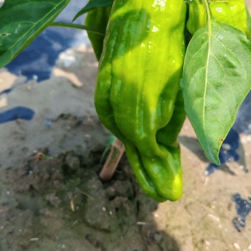 辣椒苏椒5号