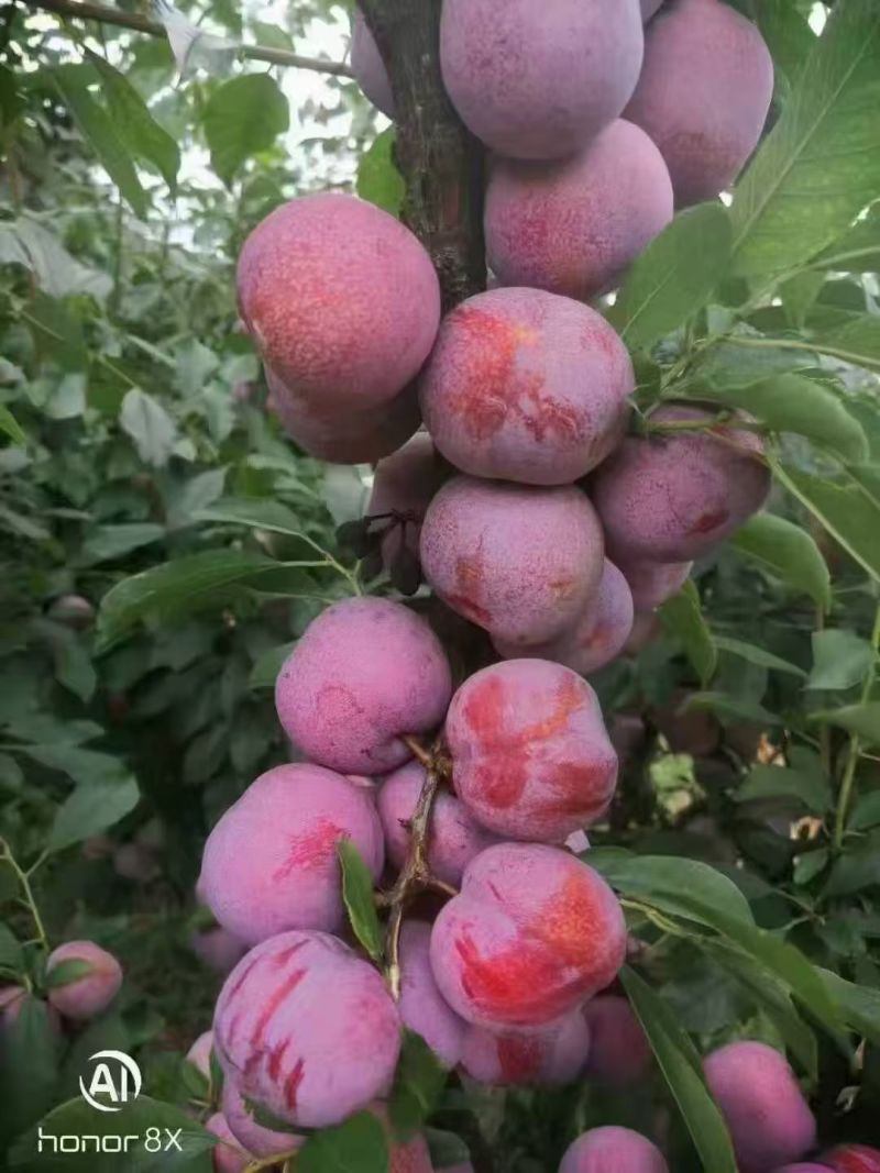 东留芙蓉李
