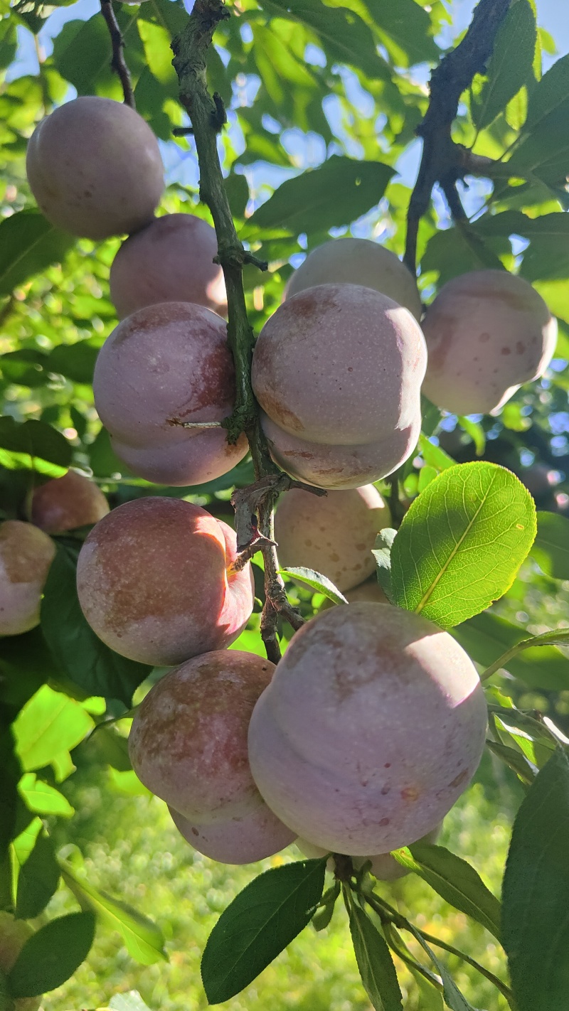 东留芙蓉李