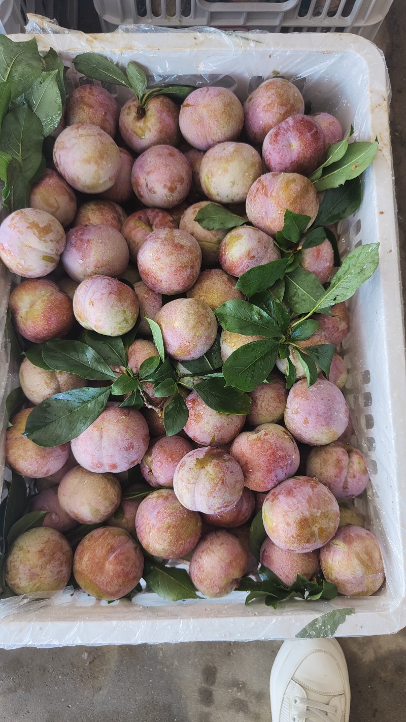 东留芙蓉李
