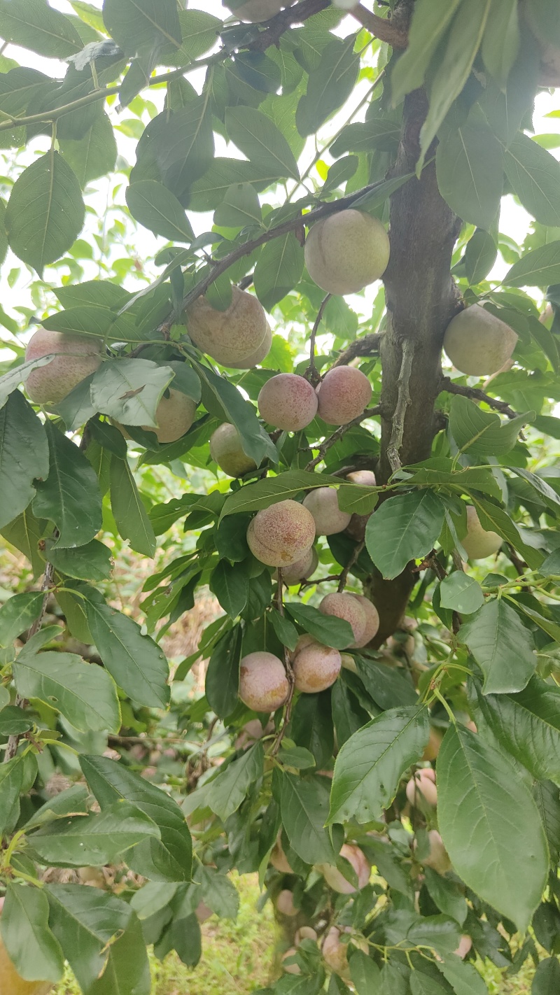 东留芙蓉李