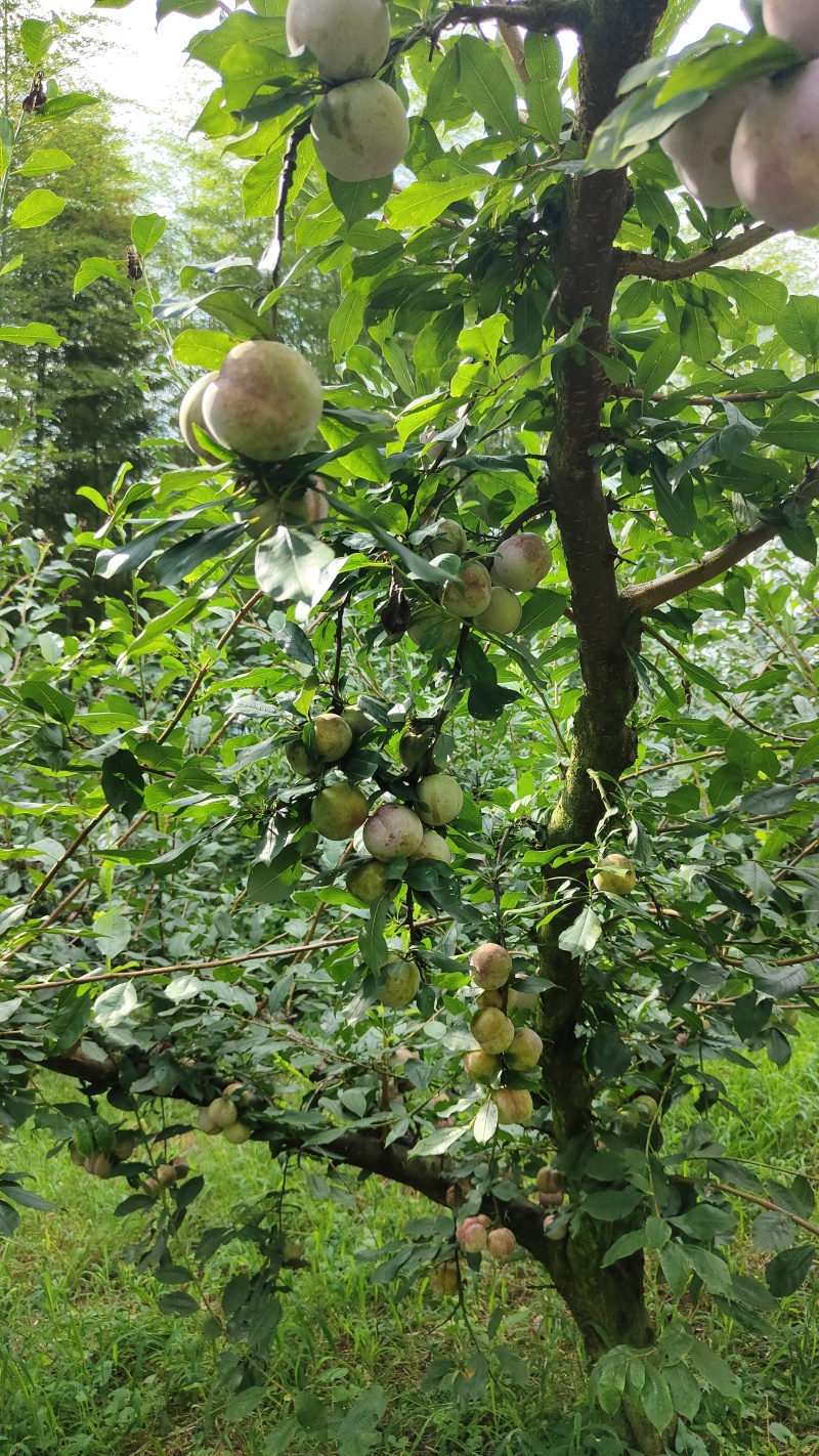 东留芙蓉李