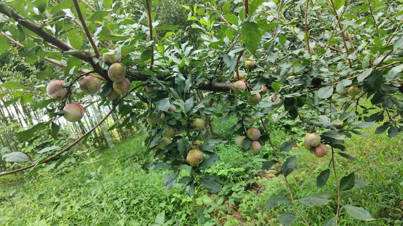 东留芙蓉李
