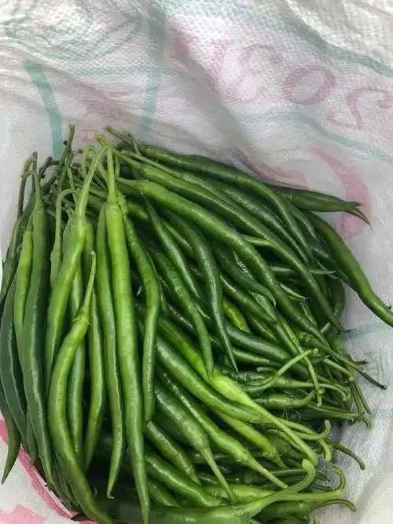 辣椒，贵州高山露天生态种植辣椒，种植面积大，红度好。