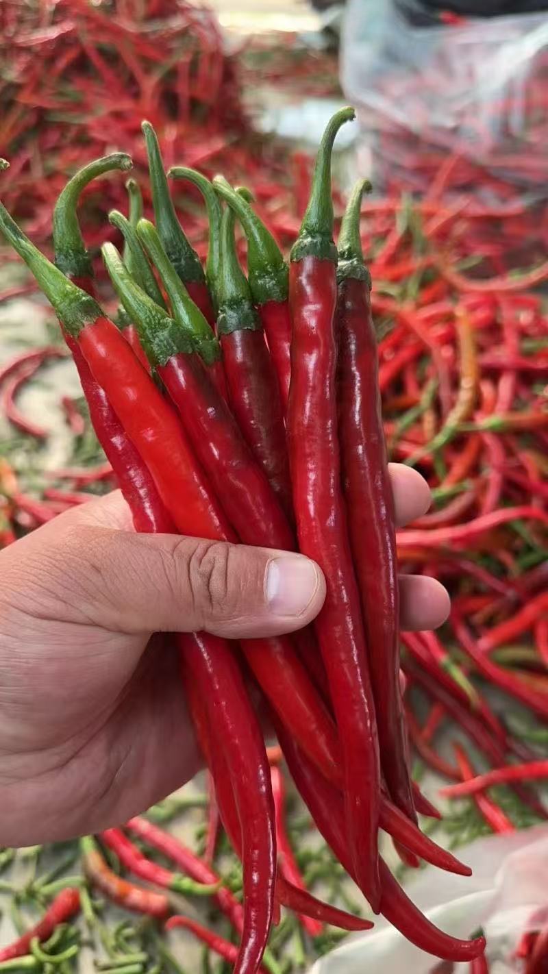 辣椒，贵州高山露天生态种植辣椒，种植面积大，红度好。