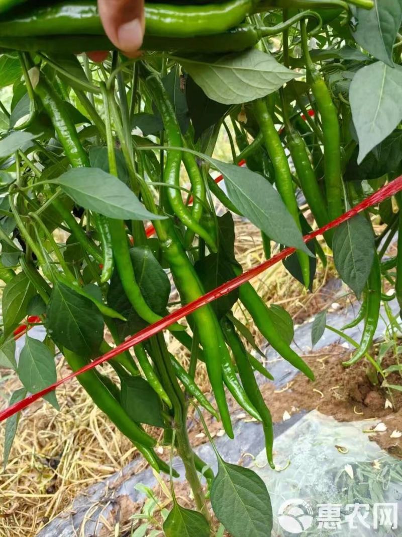 辣椒，贵州高山露天生态种植辣椒，种植面积大，红度好。