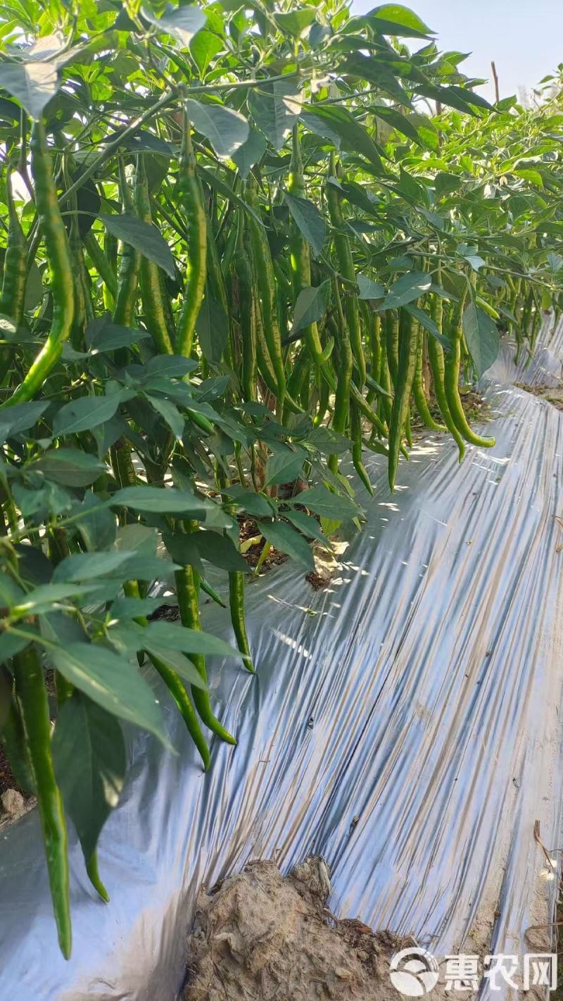辣椒，贵州高山露天生态种植辣椒，种植面积大，红度好。