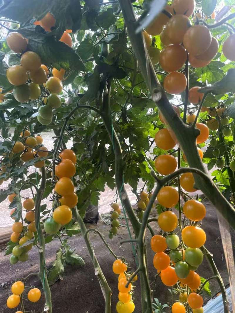 迷恋小番茄苗黄色小番茄苗子黄如意圣女果苗免费技术指导