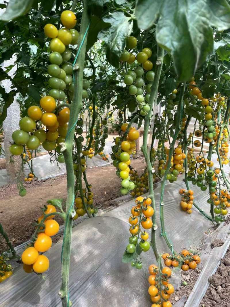 迷恋小番茄苗黄色小番茄苗子黄如意圣女果苗免费技术指导
