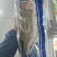 开背鲈鱼