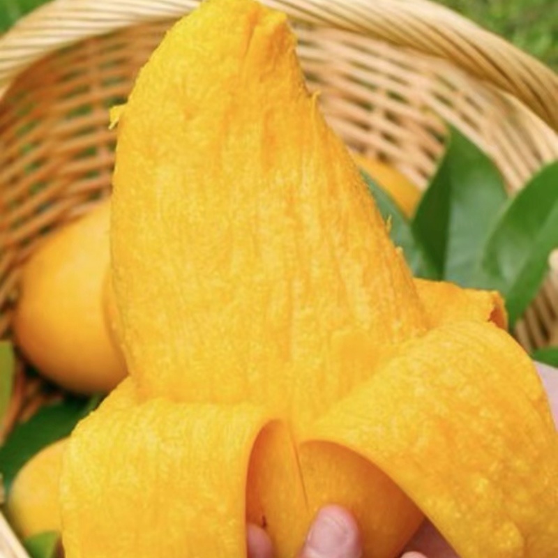 广西芒果，台农、金煌、贵妃，电商代发批发工厂