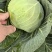陕北精品甘蓝，个头均匀，无虫眼。无烧边。