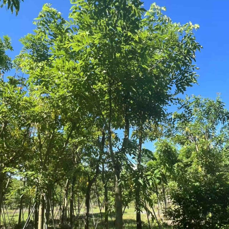 腊肠树骨架货15-18公分，有需要的老板来电咨询
